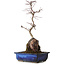 Acer palmatum Deshojo, 35 cm, ± 8 ans