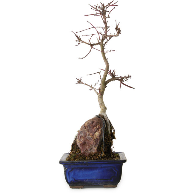 Acer palmatum Deshojo, 35 cm, ± 8 ans
