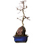 Acer palmatum Deshojo, 35 cm, ± 8 ans