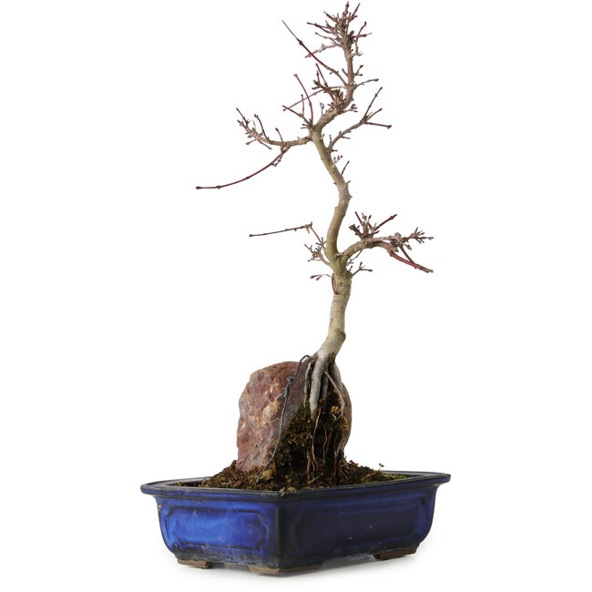 Acer palmatum Deshojo, 35 cm, ± 8 ans