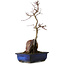 Acer palmatum Deshojo, 35 cm, ± 8 ans