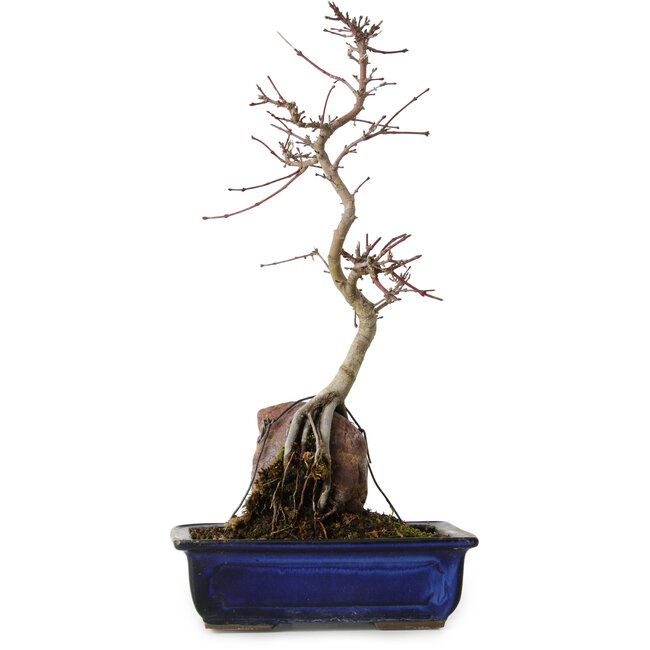 Acer palmatum Deshojo, 35 cm, ± 8 ans