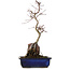 Acer palmatum Deshojo, 35 cm, ± 8 ans