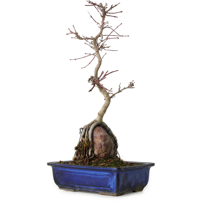 Acer palmatum Deshojo, 35 cm, ± 8 Jahre alt