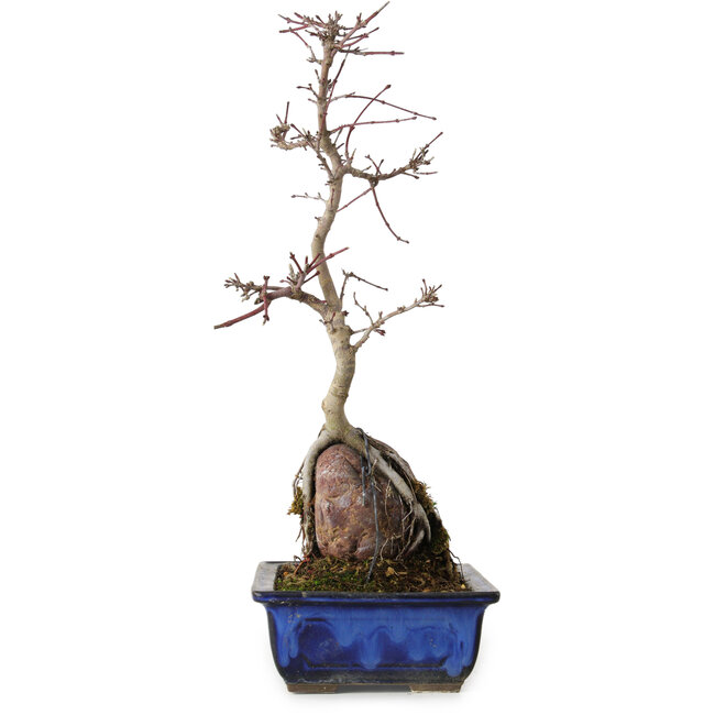 Acer palmatum Deshojo, 35 cm, ± 8 ans