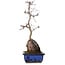 Acer palmatum Deshojo, 35 cm, ± 8 ans