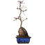 Acer palmatum Deshojo, 35 cm, ± 8 Jahre alt