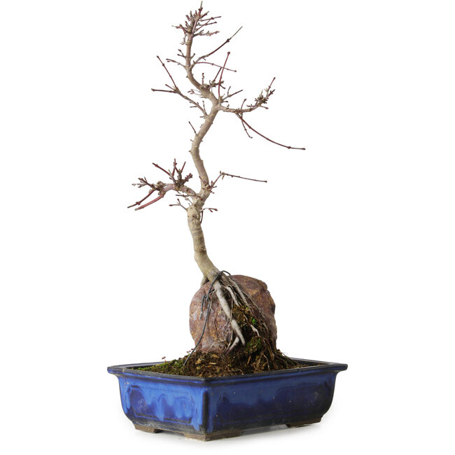 Acer palmatum Deshojo, 35 cm, ± 8 ans