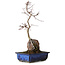 Acer palmatum Deshojo, 35 cm, ± 8 años de edad
