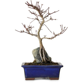 Acer palmatum Deshojo, 24 cm, ± 8 ans