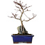 Acer palmatum Deshojo, 24 cm, ± 8 Jahre alt