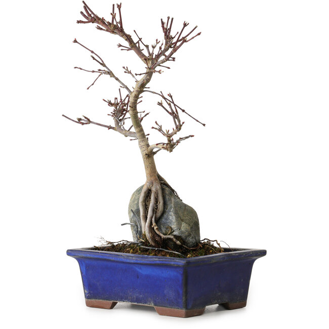 Acer palmatum Deshojo, 24 cm, ± 8 ans