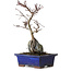 Acer palmatum Deshojo, 24 cm, ± 8 ans