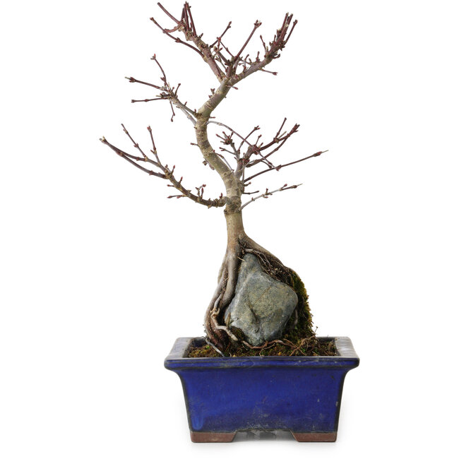 Acer palmatum Deshojo, 24 cm, ± 8 ans