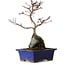 Acer palmatum Deshojo, 24 cm, ± 8 ans