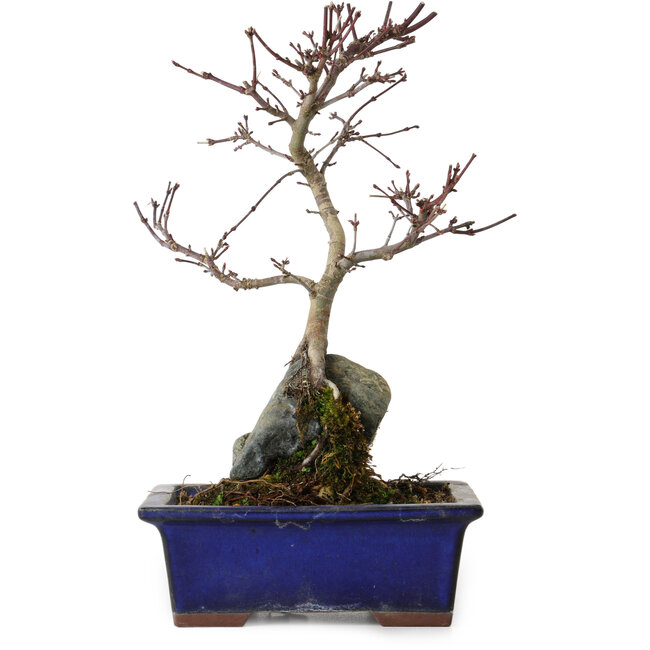 Acer palmatum Deshojo, 24 cm, ± 8 ans