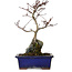 Acer palmatum Deshojo, 24 cm, ± 8 ans
