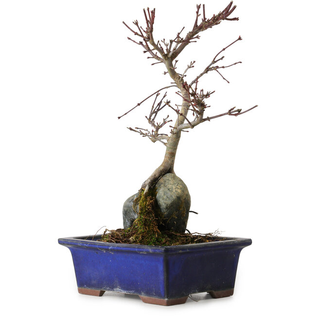 Acer palmatum Deshojo, 24 cm, ± 8 ans