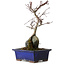 Acer palmatum Deshojo, 24 cm, ± 8 ans