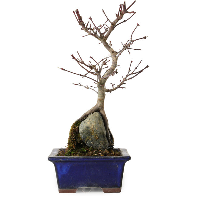 Acer palmatum Deshojo, 24 cm, ± 8 ans