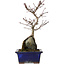Acer palmatum Deshojo, 24 cm, ± 8 ans