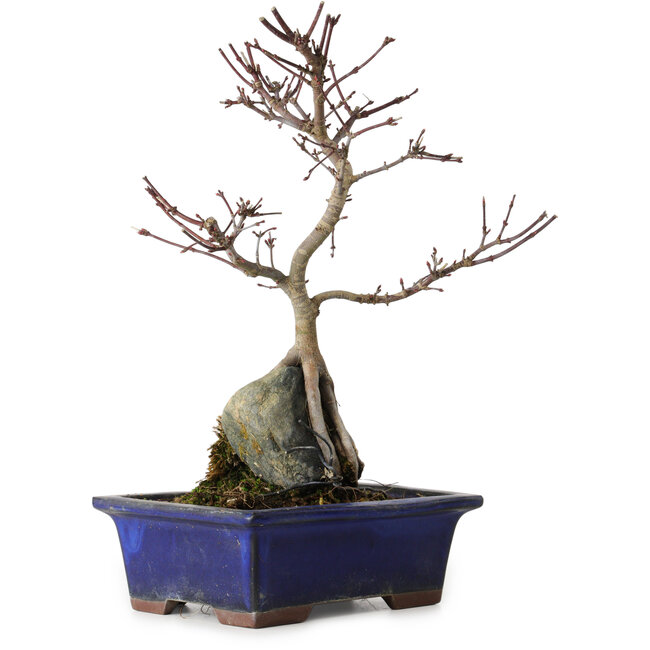 Acer palmatum Deshojo, 24 cm, ± 8 ans