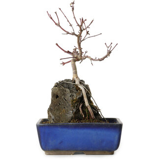 Acer palmatum Deshojo, 23 cm, ± 8 ans