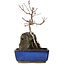 Acer palmatum Deshojo, 23 cm, ± 8 ans