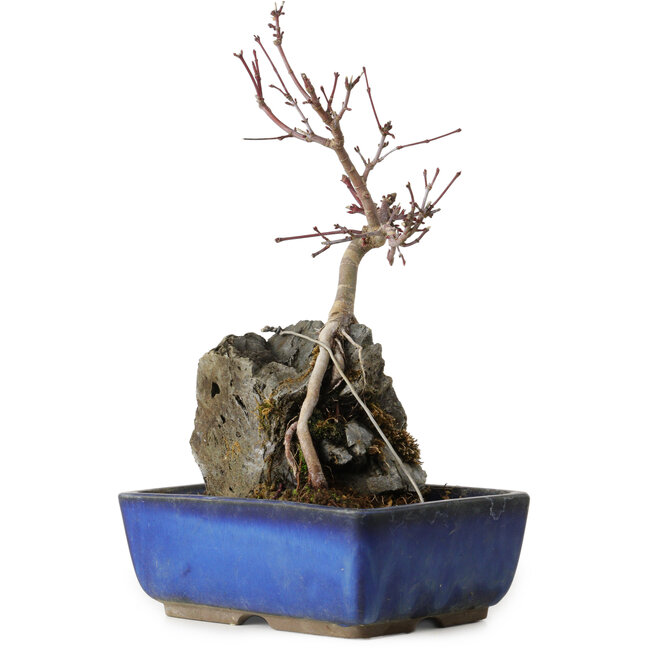 Acer palmatum Deshojo, 23 cm, ± 8 ans
