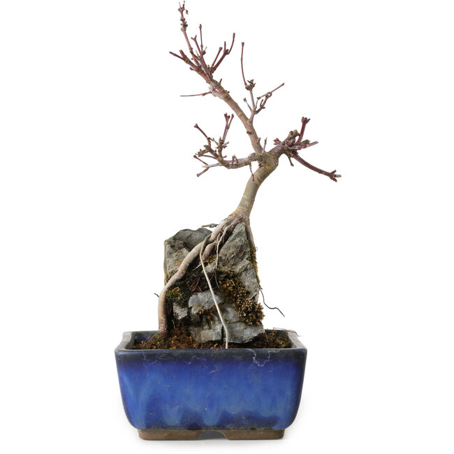 Acer palmatum Deshojo, 23 cm, ± 8 años de edad
