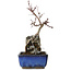 Acer palmatum Deshojo, 23 cm, ± 8 ans