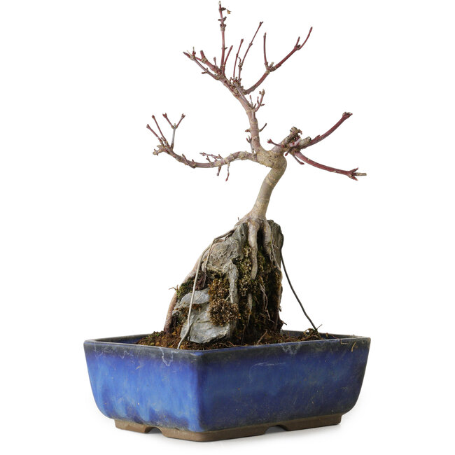 Acer palmatum Deshojo, 23 cm, ± 8 ans