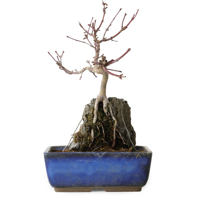 Acer palmatum Deshojo, 23 cm, ± 8 Jahre alt