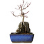 Acer palmatum Deshojo, 23 cm, ± 8 anni
