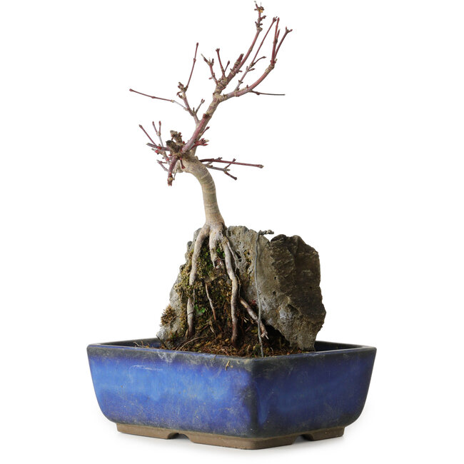 Acer palmatum Deshojo, 23 cm, ± 8 Jahre alt