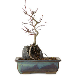 Acer palmatum Deshojo, 26 cm, ± 8 ans