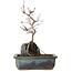 Acer palmatum Deshojo, 26 cm, ± 8 ans