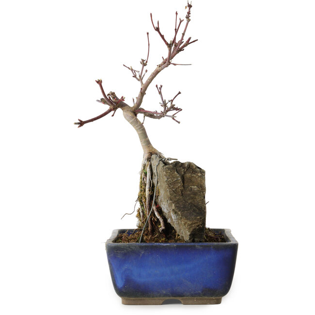 Acer palmatum Deshojo, 23 cm, ± 8 ans