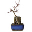 Acer palmatum Deshojo, 23 cm, ± 8 años de edad