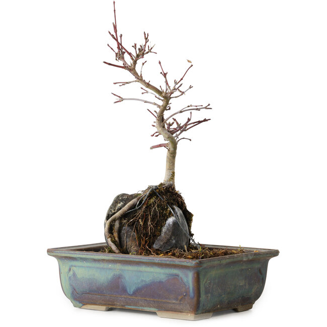 Acer palmatum Deshojo, 26 cm, ± 8 ans