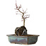 Acer palmatum Deshojo, 26 cm, ± 8 años de edad