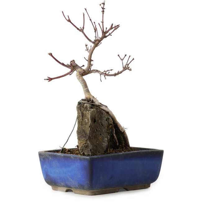 Acer palmatum Deshojo, 23 cm, ± 8 ans
