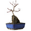 Acer palmatum Deshojo, 23 cm, ± 8 ans