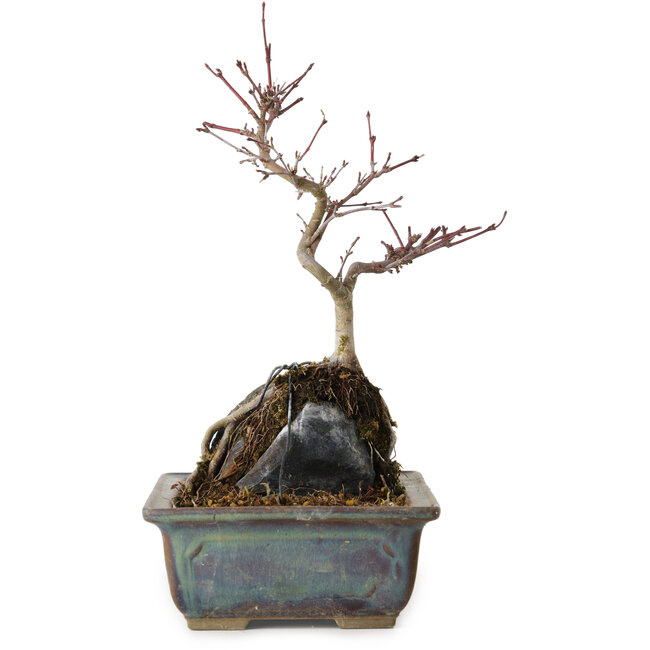 Acer palmatum Deshojo, 26 cm, ± 8 ans