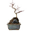 Acer palmatum Deshojo, 26 cm, ± 8 ans