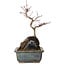 Acer palmatum Deshojo, 26 cm, ± 8 Jahre alt