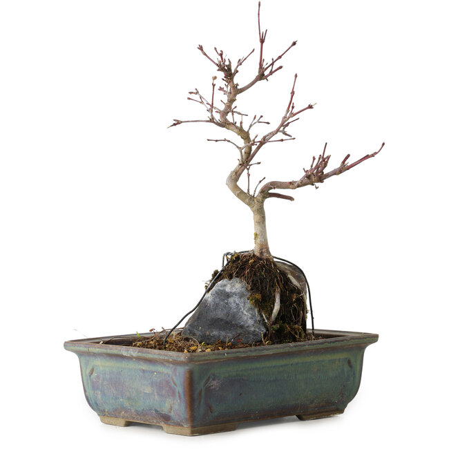 Acer palmatum Deshojo, 26 cm, ± 8 ans