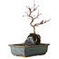 Acer palmatum Deshojo, 26 cm, ± 8 years old