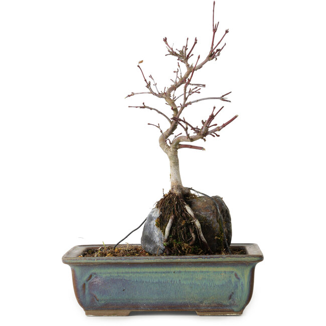 Acer palmatum Deshojo, 26 cm, ± 8 ans