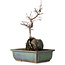 Acer palmatum Deshojo, 26 cm, ± 8 ans